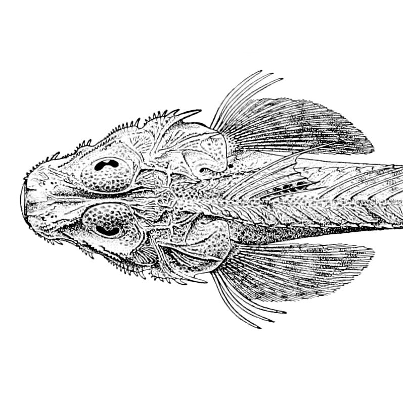 Beer-Battered Flathead